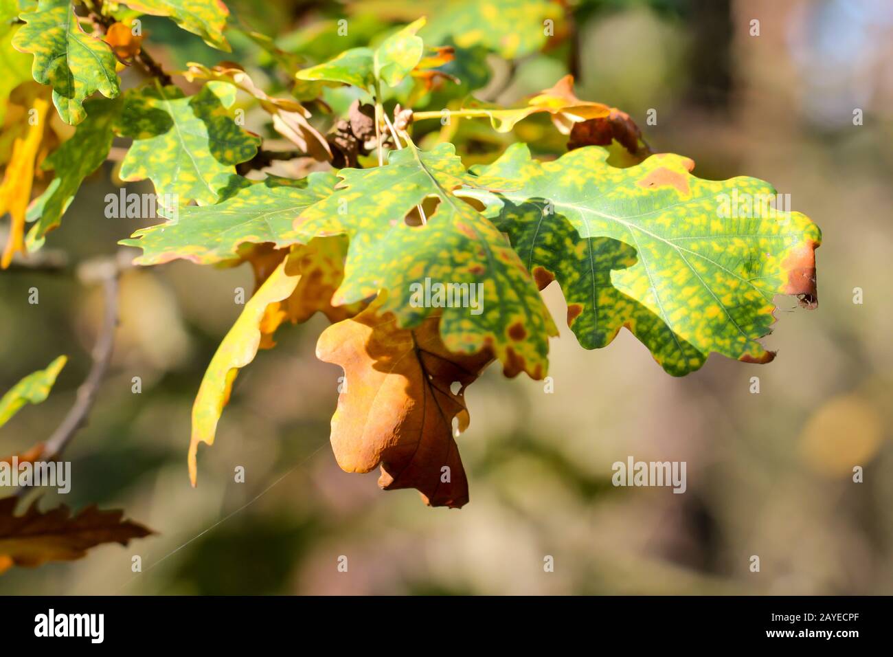 Der Herbst bringt bunte Eichenblätter an die Eiche Stockfoto