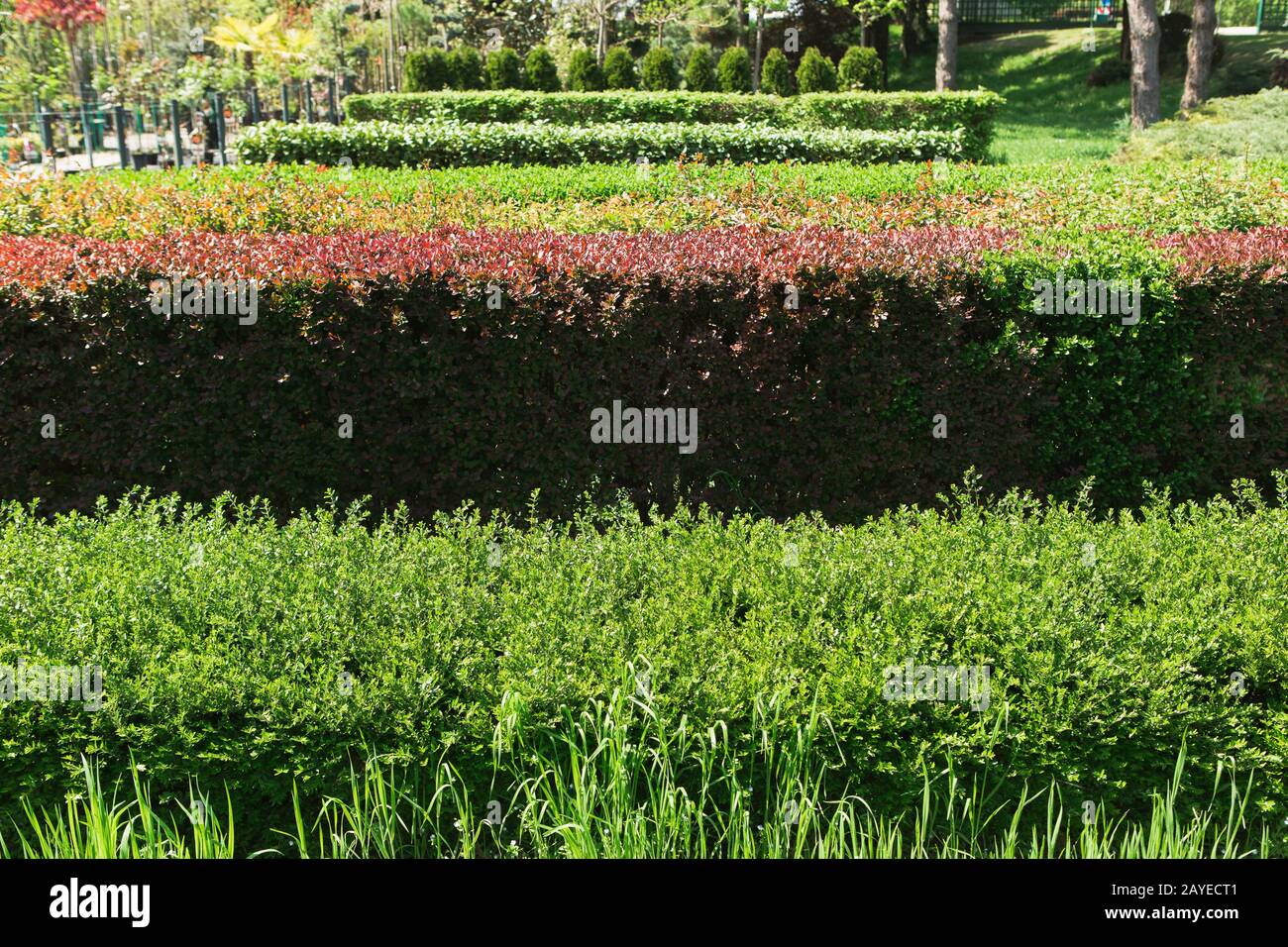 Gewächshäuser für wachsende Blumen. Blumenindustrie Stockfoto