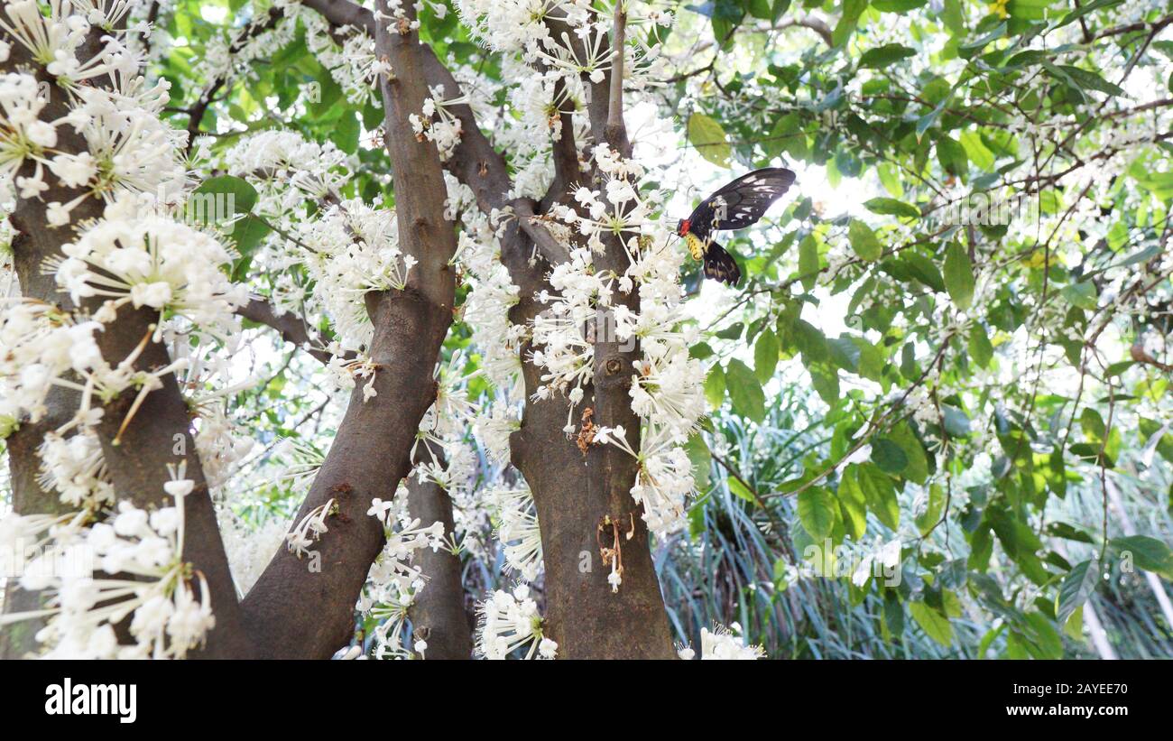 Seltener Daphne Mit Duftzente (Phaleria clerodendron Thymelaeaceae) in voller Blüte. Endemisch im äußersten Norden Queenslands und im Northern Territory, Australien. Stockfoto