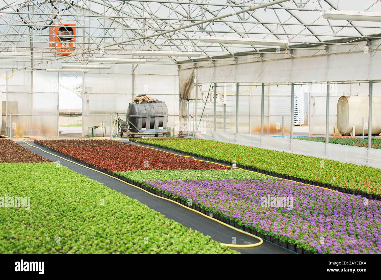 Gewächshäuser für wachsende Blumen. Blumenindustrie Stockfoto