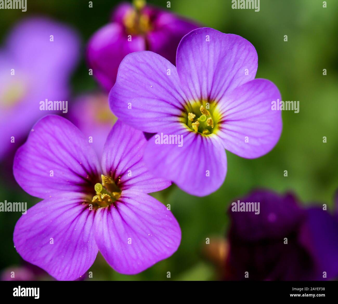 Eine sehr schöne lila Blume aus der Nähe Stockfoto