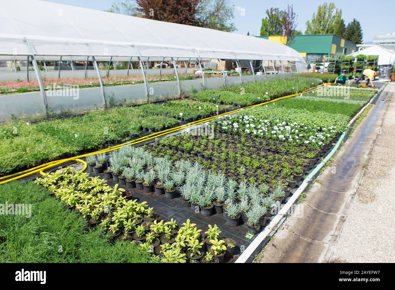 Gewächshäuser für wachsende Blumen. Blumenindustrie Stockfoto