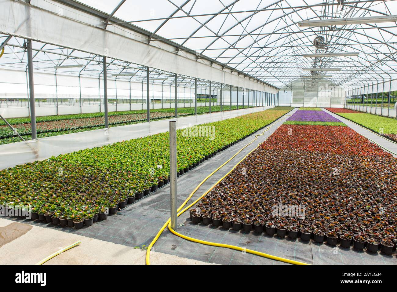 Gewächshäuser für wachsende Blumen. Blumenindustrie Stockfoto