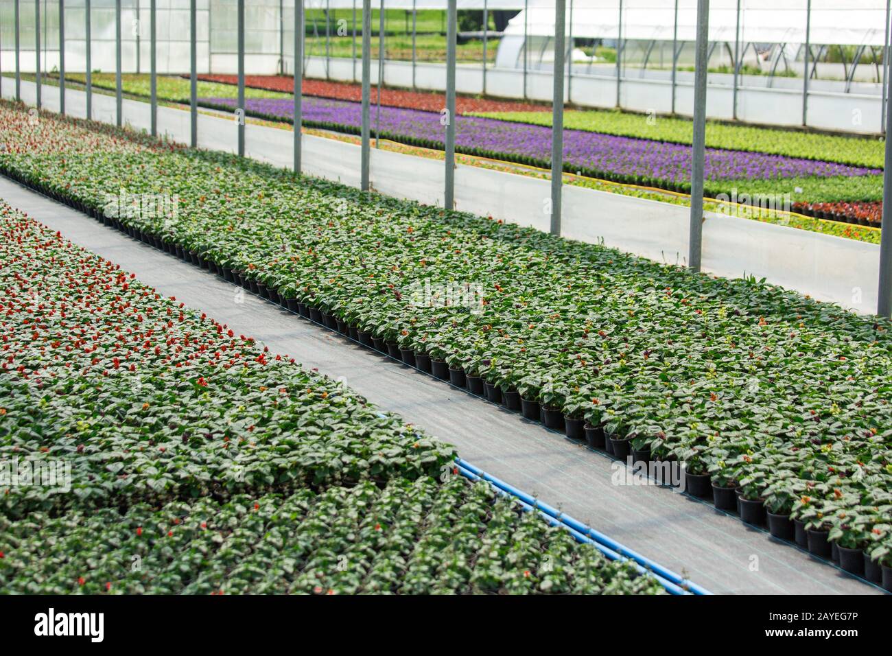 Gewächshäuser für wachsende Blumen. Blumenindustrie Stockfoto