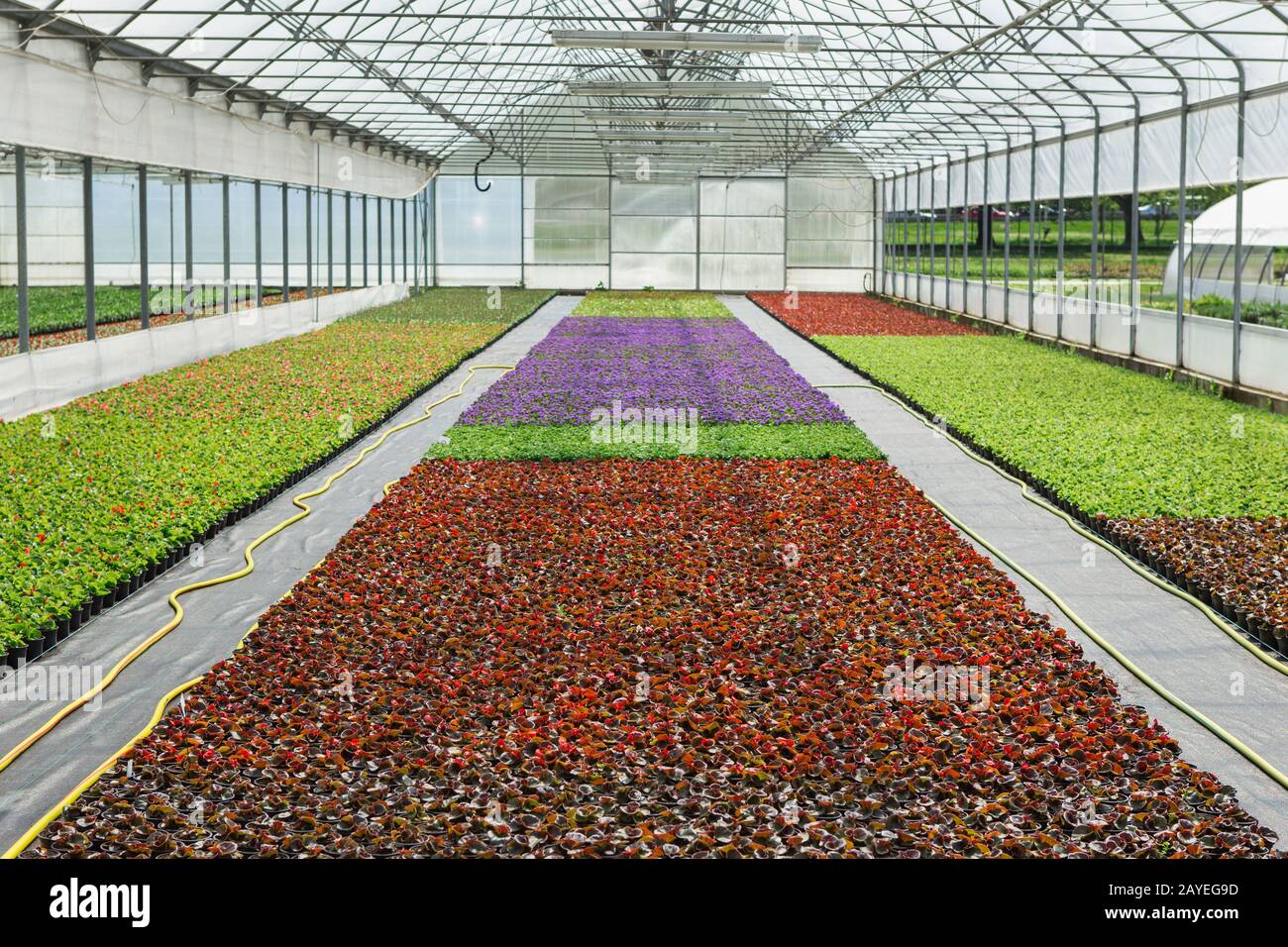 Gewächshäuser für wachsende Blumen. Blumenindustrie Stockfoto