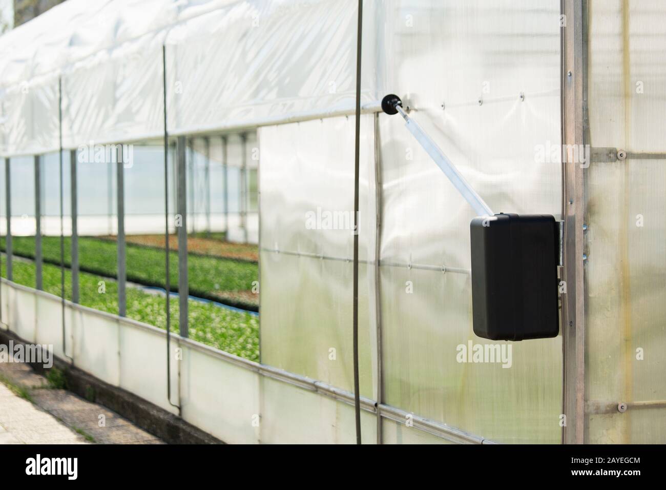 Gewächshäuser für wachsende Blumen. Blumenindustrie Stockfoto