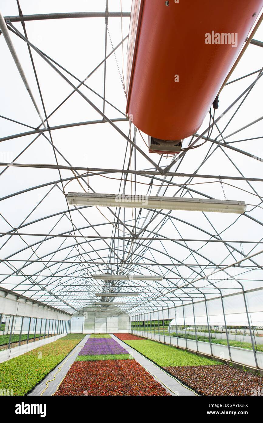 Gewächshäuser für wachsende Blumen. Blumenindustrie Stockfoto