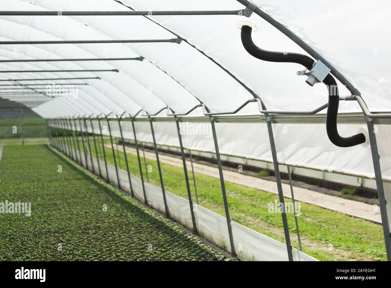 Gewächshäuser für wachsende Blumen. Blumenindustrie Stockfoto