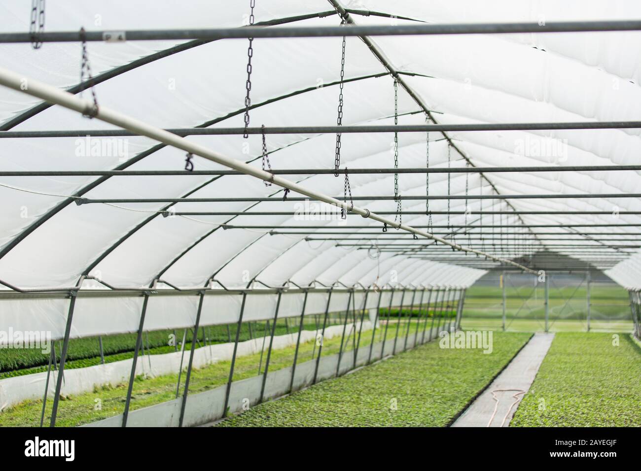 Gewächshäuser für wachsende Blumen. Blumenindustrie Stockfoto