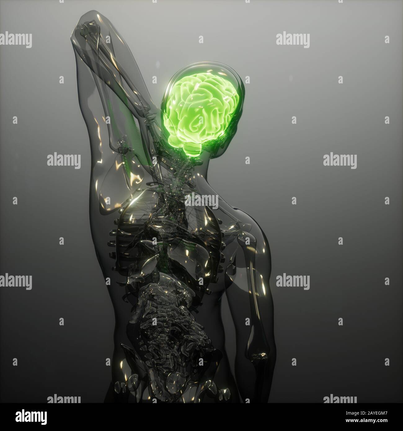 Menschliche Gehirn Radiologie Prüfung Stockfoto