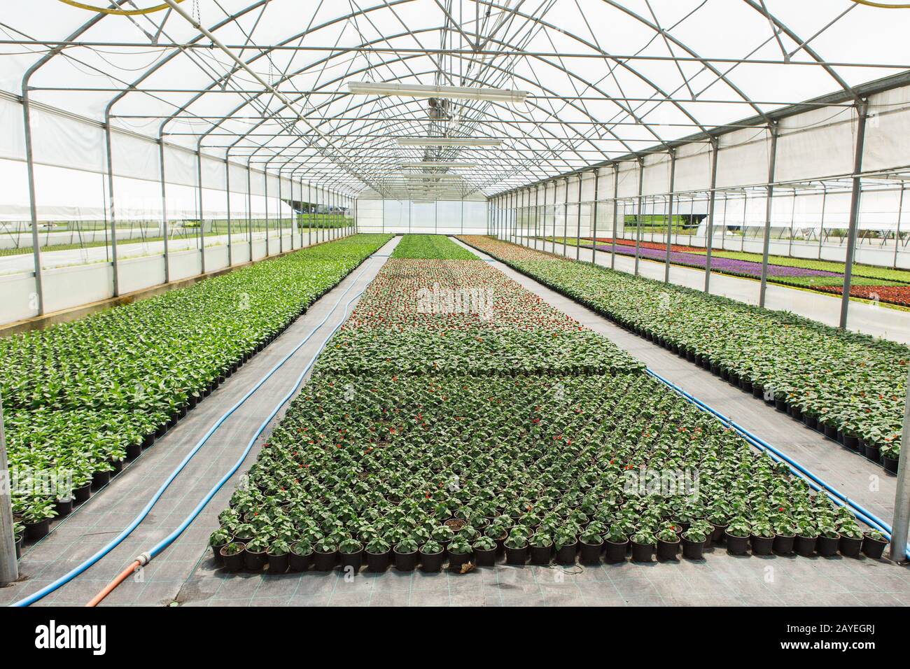 Gewächshäuser für wachsende Blumen. Blumenindustrie Stockfoto