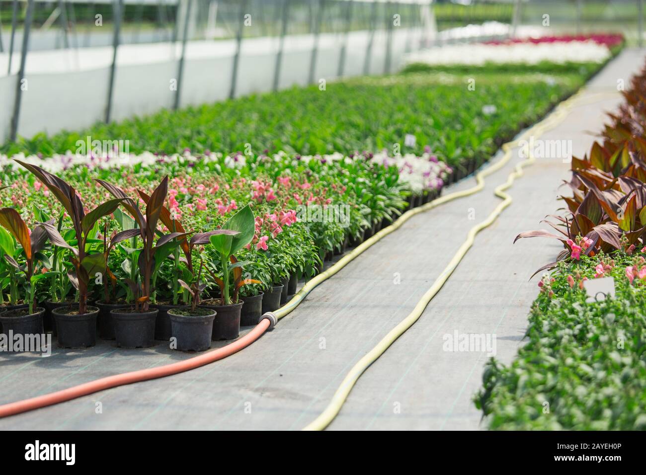 Gewächshäuser für wachsende Blumen. Blumenindustrie Stockfoto