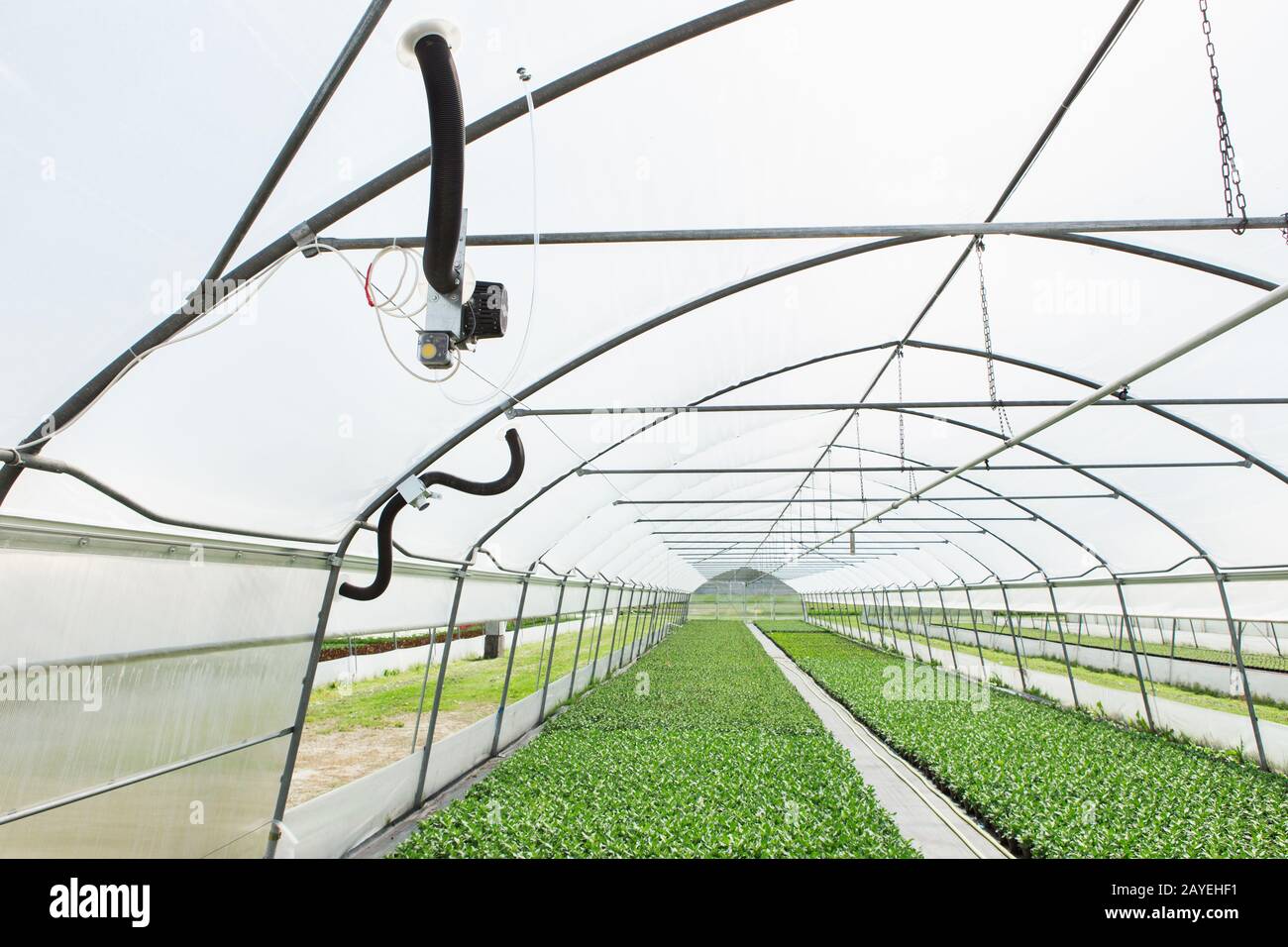 Gewächshäuser für wachsende Blumen. Blumenindustrie Stockfoto