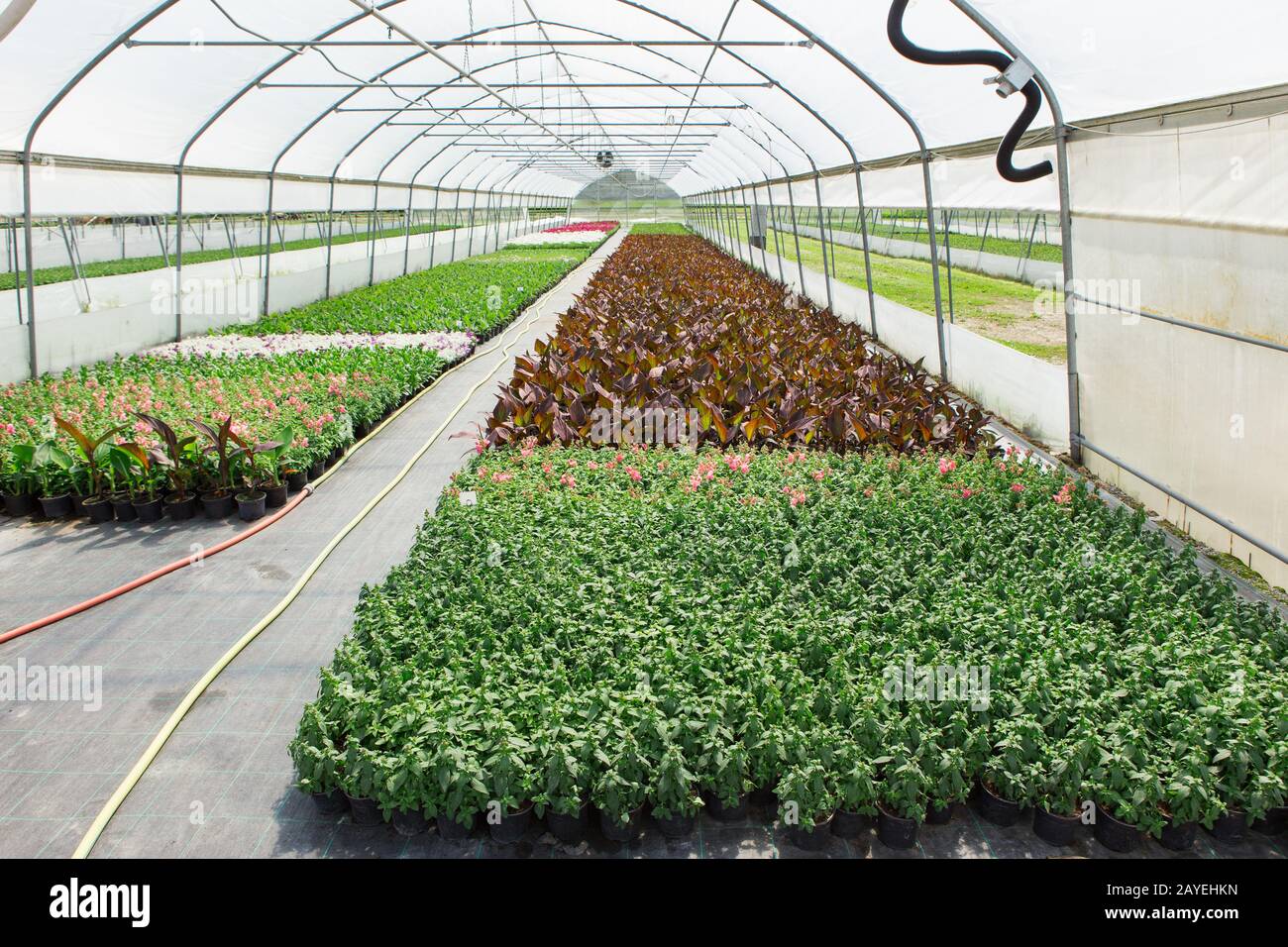 Gewächshäuser für wachsende Blumen. Blumenindustrie Stockfoto