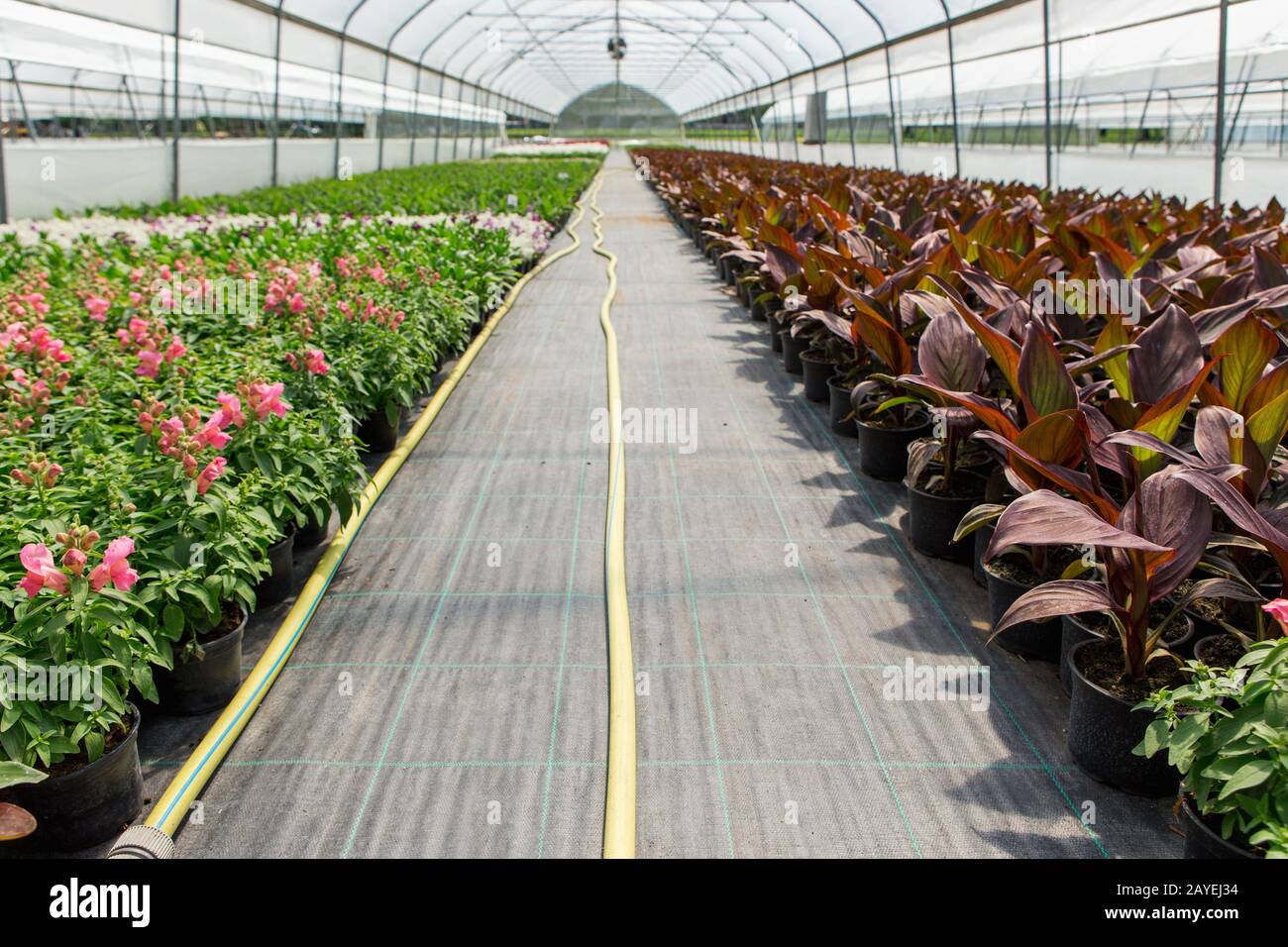 Gewächshäuser für wachsende Blumen. Blumenindustrie Stockfoto