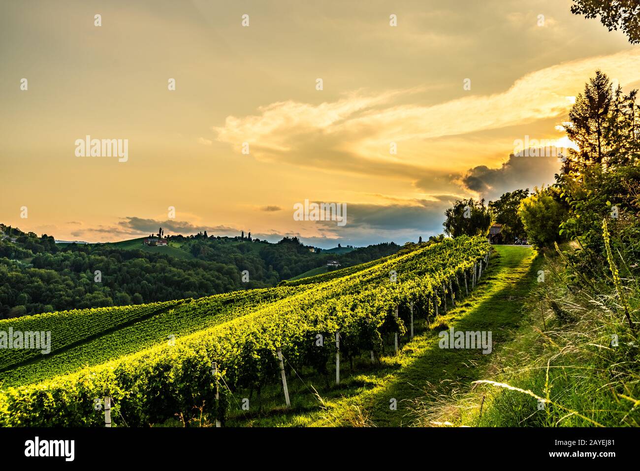 Blick vom berühmten Wein Straße im Süden der Steiermark, Österreich in der Toskana wie Weinberg Hügel. Stockfoto