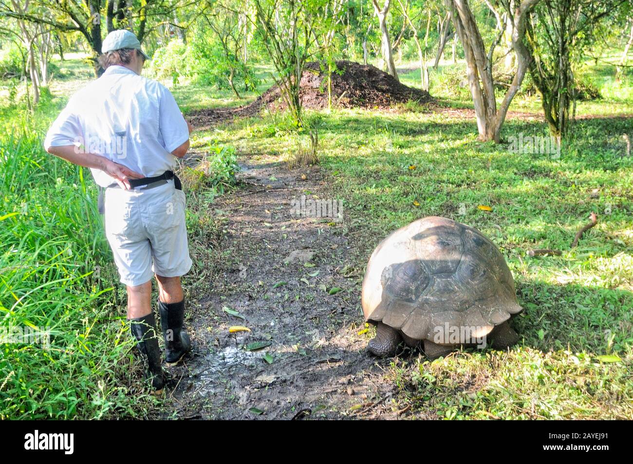 Größenvergleich Schildkröte Mensch Stockfoto
