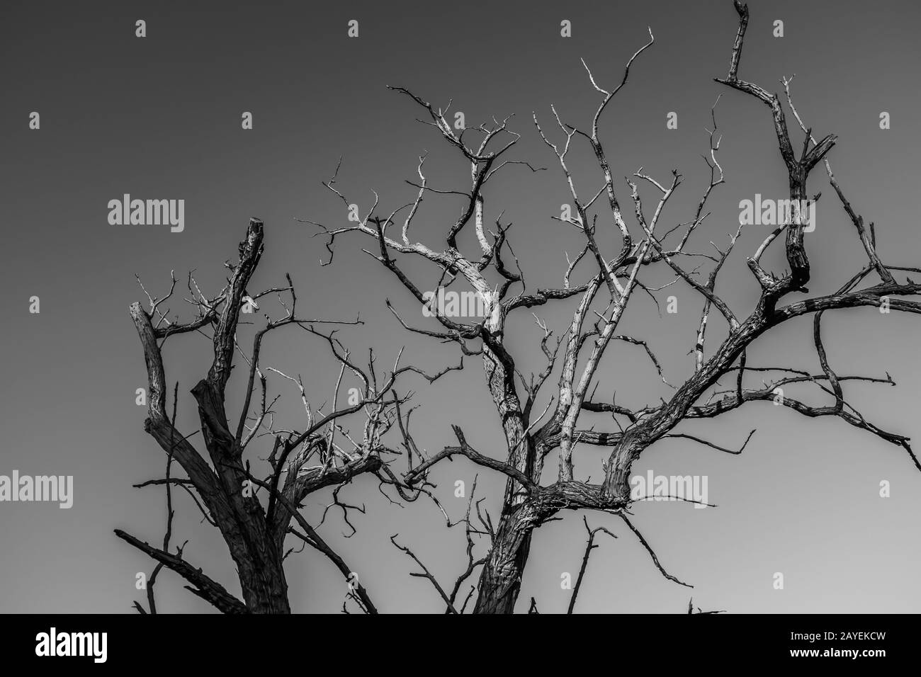 Kahle Baumkrone mit mehreren strahlenden Ästen gegen einen grauen Himmel, Nahaufnahme schwarz-weiß des Stammes und Äste an einem Winternachmittag. Stockfoto