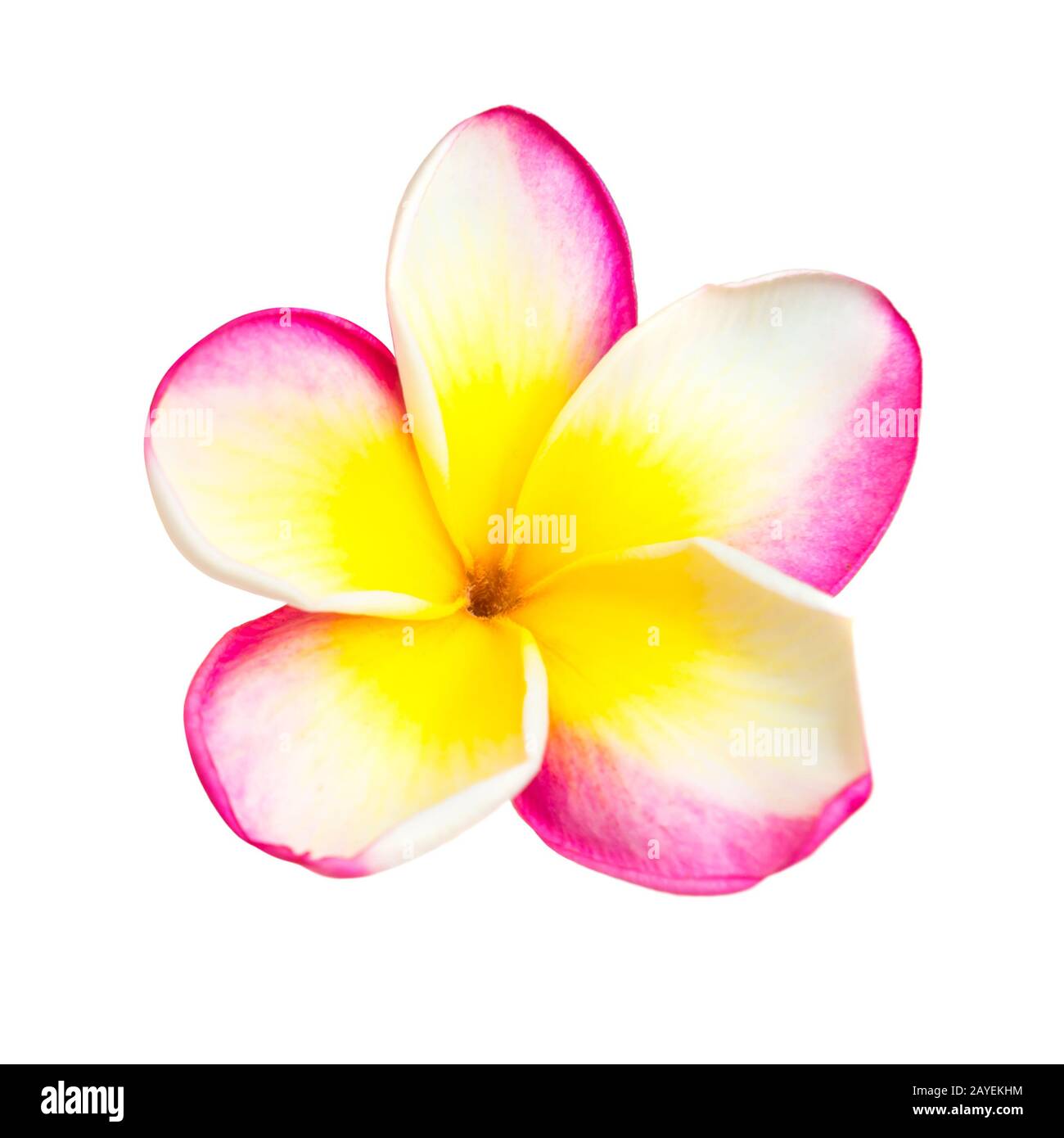 Pink und Gelb plumeria Flower Stockfoto