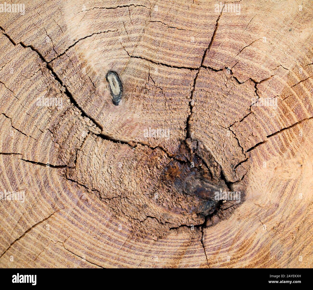 Der Querschnitt eines Baumstammes, Holzstruktur Stockfoto