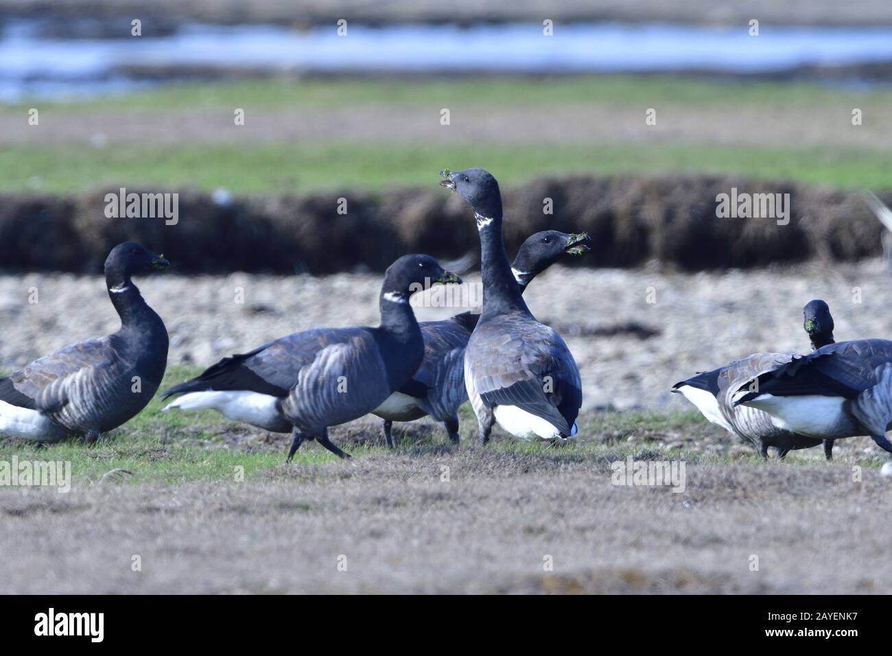 Brent (Gans) im Herbst in schweden Stockfoto