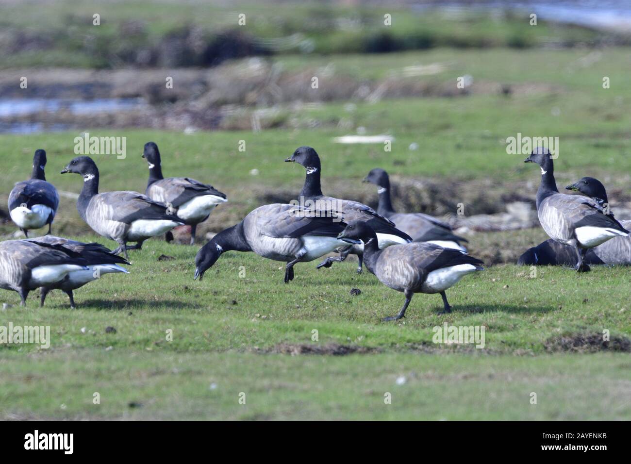 Brent (Gans) im Herbst in schweden Stockfoto