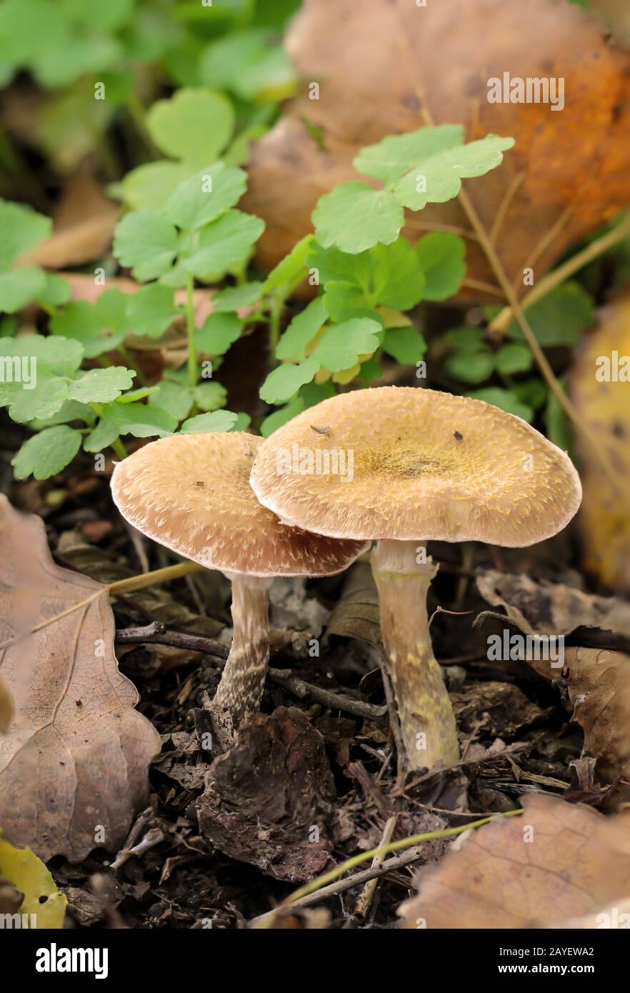 Pilze, Pilze bevölkern den Wald und füllen ihn mit Leben Stockfoto