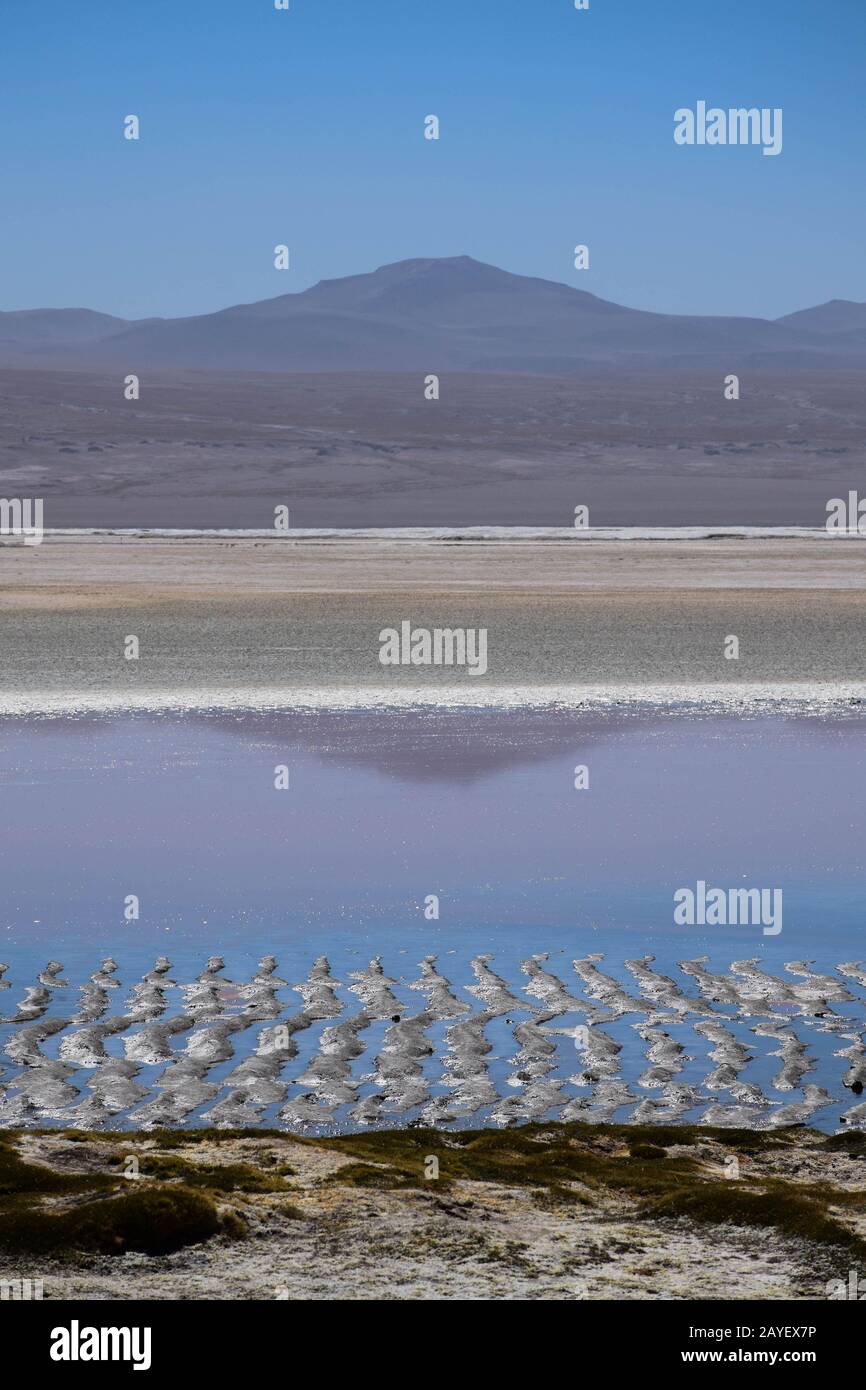 Grün- oder Farblagune (Laguna Verde, laguna colorado), im bolivianischen Hochland - Altiplano Stockfoto