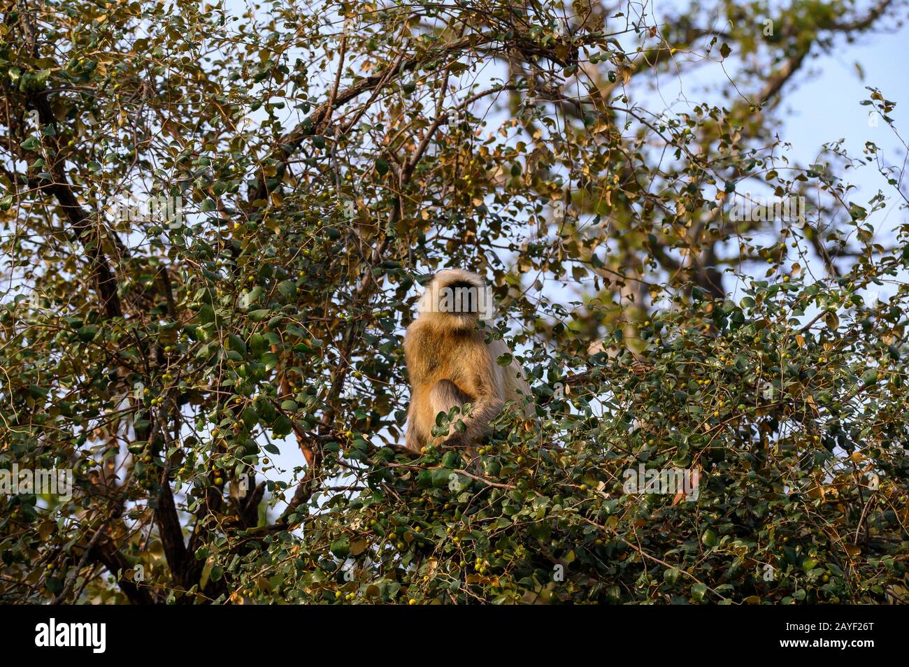 Grauer Langur Monkey im Ranthambore National Park, Indien Stockfoto