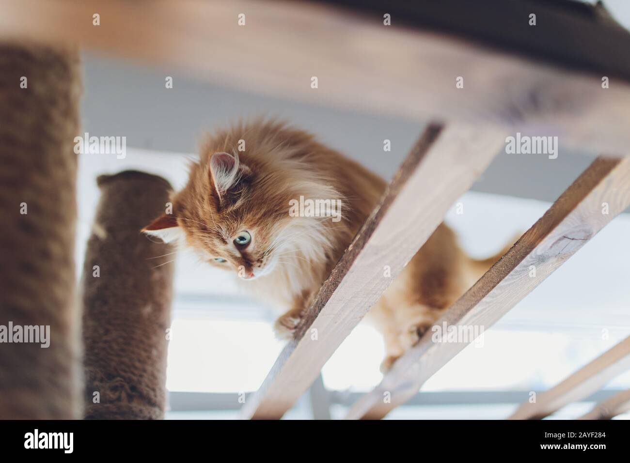 Sehr lustige Katze lacht über die Nahaufnahme Stockfoto