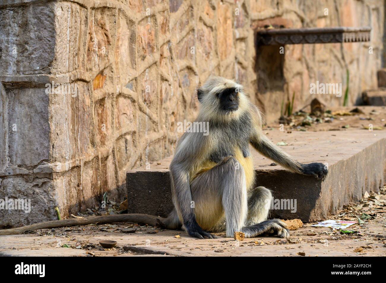 Grauer Langur Monkey im Ranthambore National Park, Indien Stockfoto