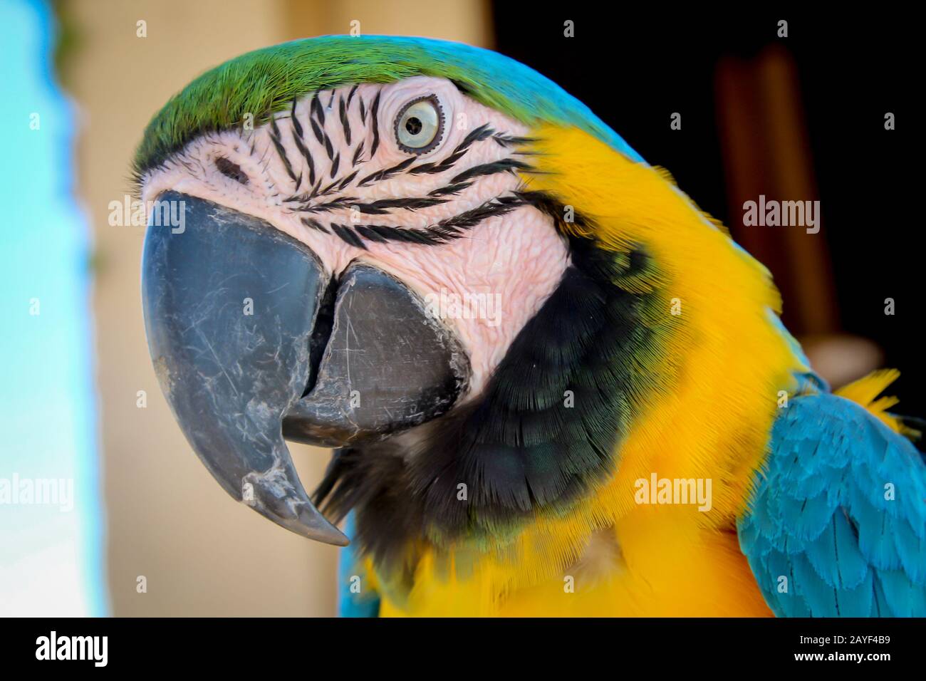 Portrait eines Papageiens, einer blaugelben Makaw Stockfoto