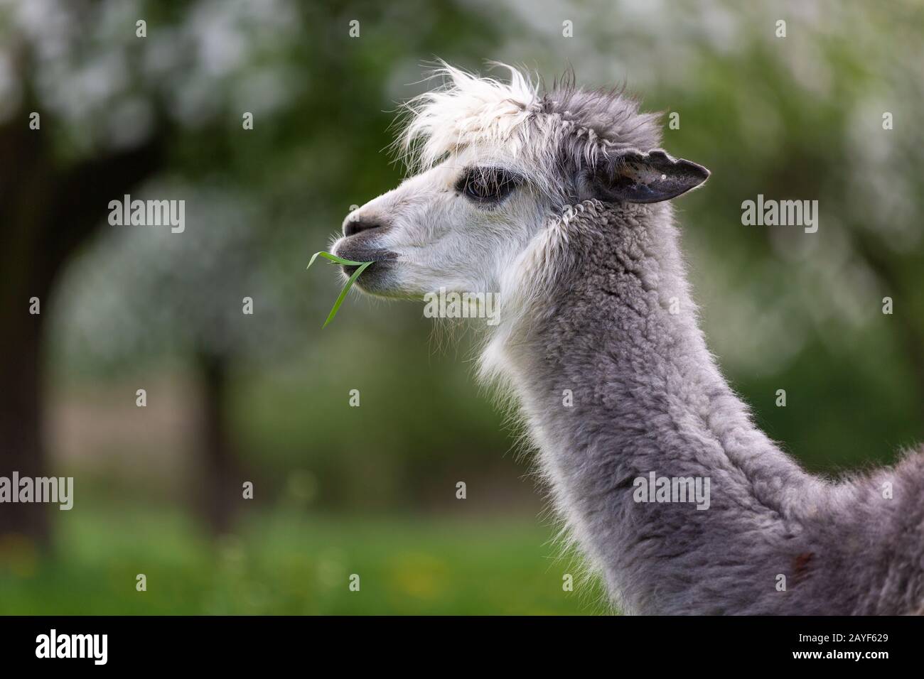 Alpaka, das Gras isst, ein südamerikanisches Säugetier Stockfoto