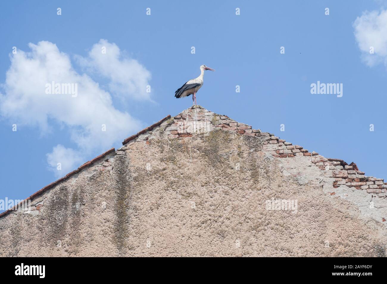 Stork thront auf dem Kamm des alten Haus Dach auf blauen Himmel Hintergrund Stockfoto