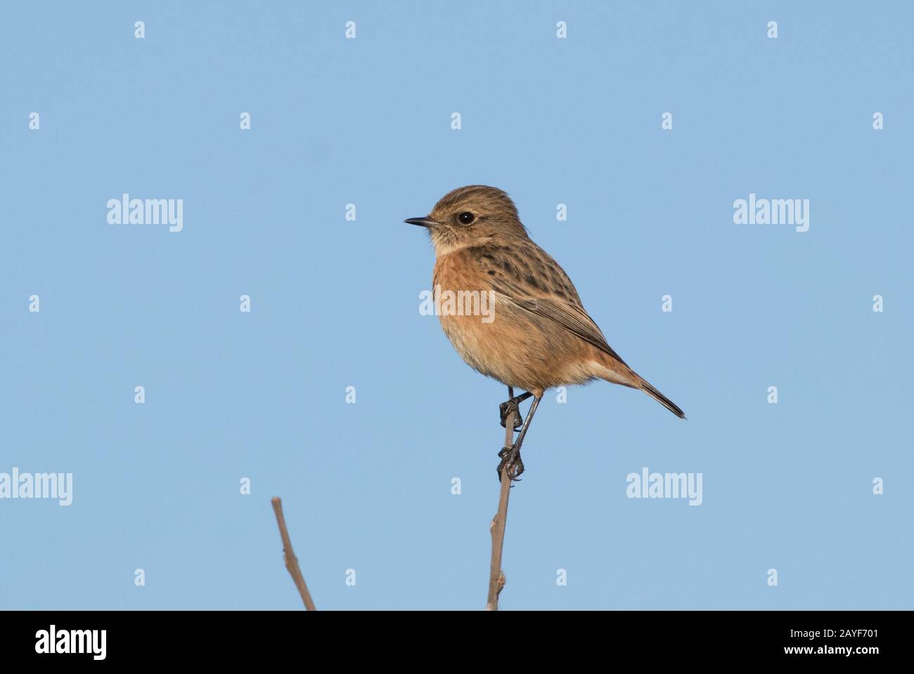 Stonechat, RSPB St Aidan's Stockfoto