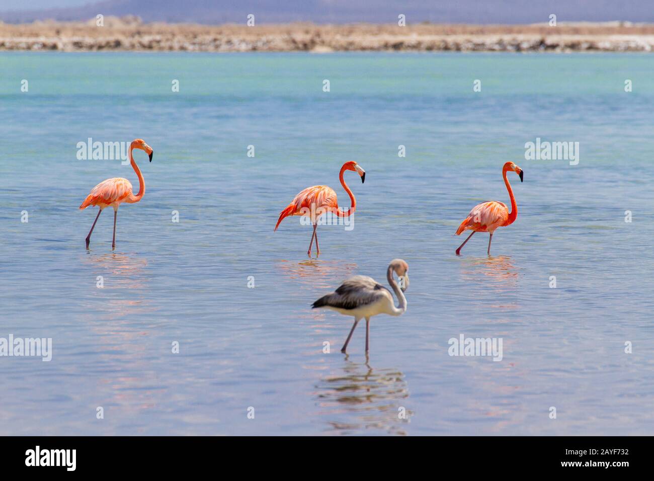 Gruppe roter Flamingos im See an der Küste Stockfoto