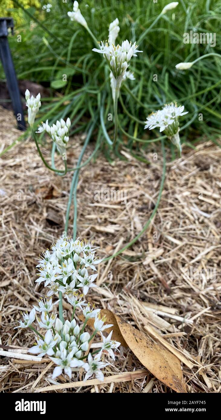 Blühende Knoblauchkröten (Allium tuberosum). Mitglieder der Zwiebel- und Knoblauchfamilie sind beim Kochen unverzichtbar. Stockfoto