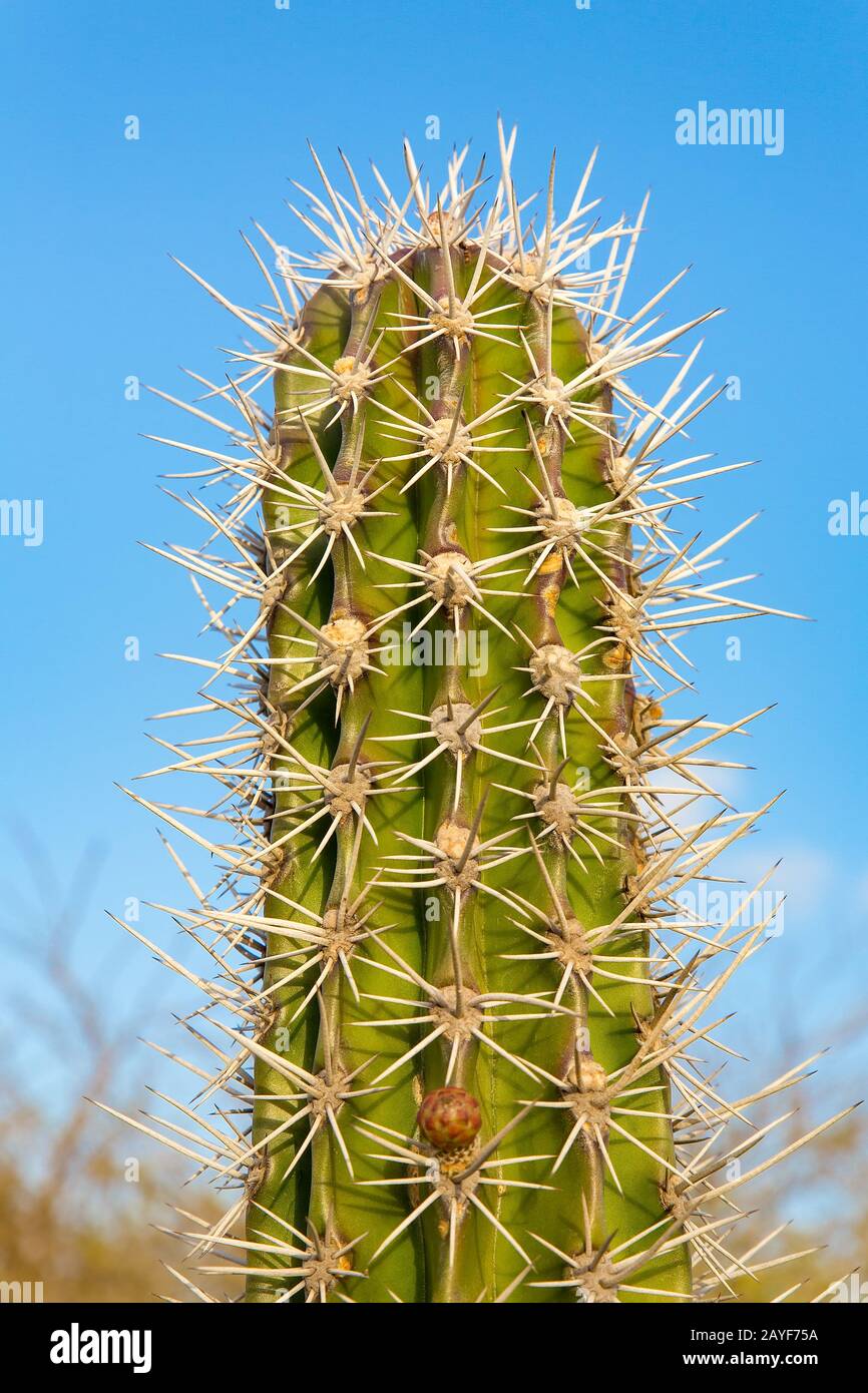 Spitze der Kakteenpflanze mit vielen dornigen Stacheln Stockfoto