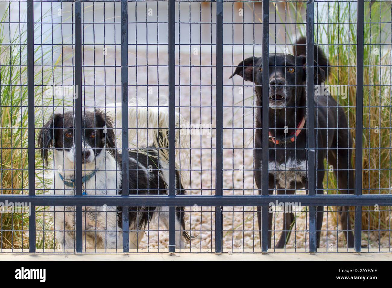 Zwei Hunde sind hinter dem Zaun mit Netz Stockfoto
