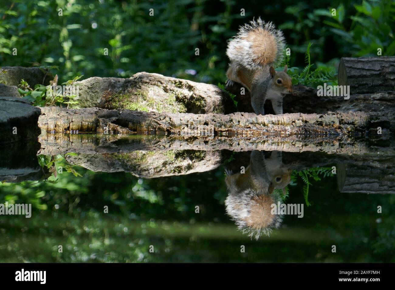 Reflection pool Stockfoto