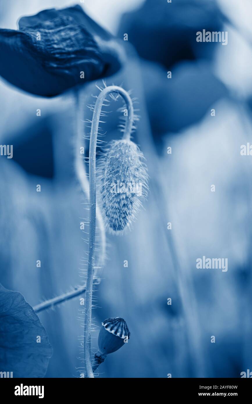 Ausschreibung schoss der Mohnblumen auf dem Feld. Geringe Tiefenschärfe. In trendy Classic blau Farben Stockfoto