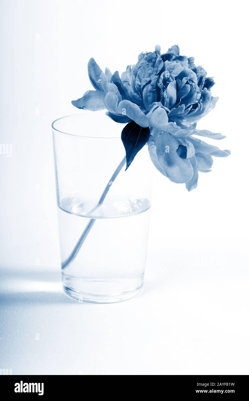 Schöne kleine Peony isoliert auf weißem, Studio Aufnahmen. In trendy Classic blau Farben Stockfoto