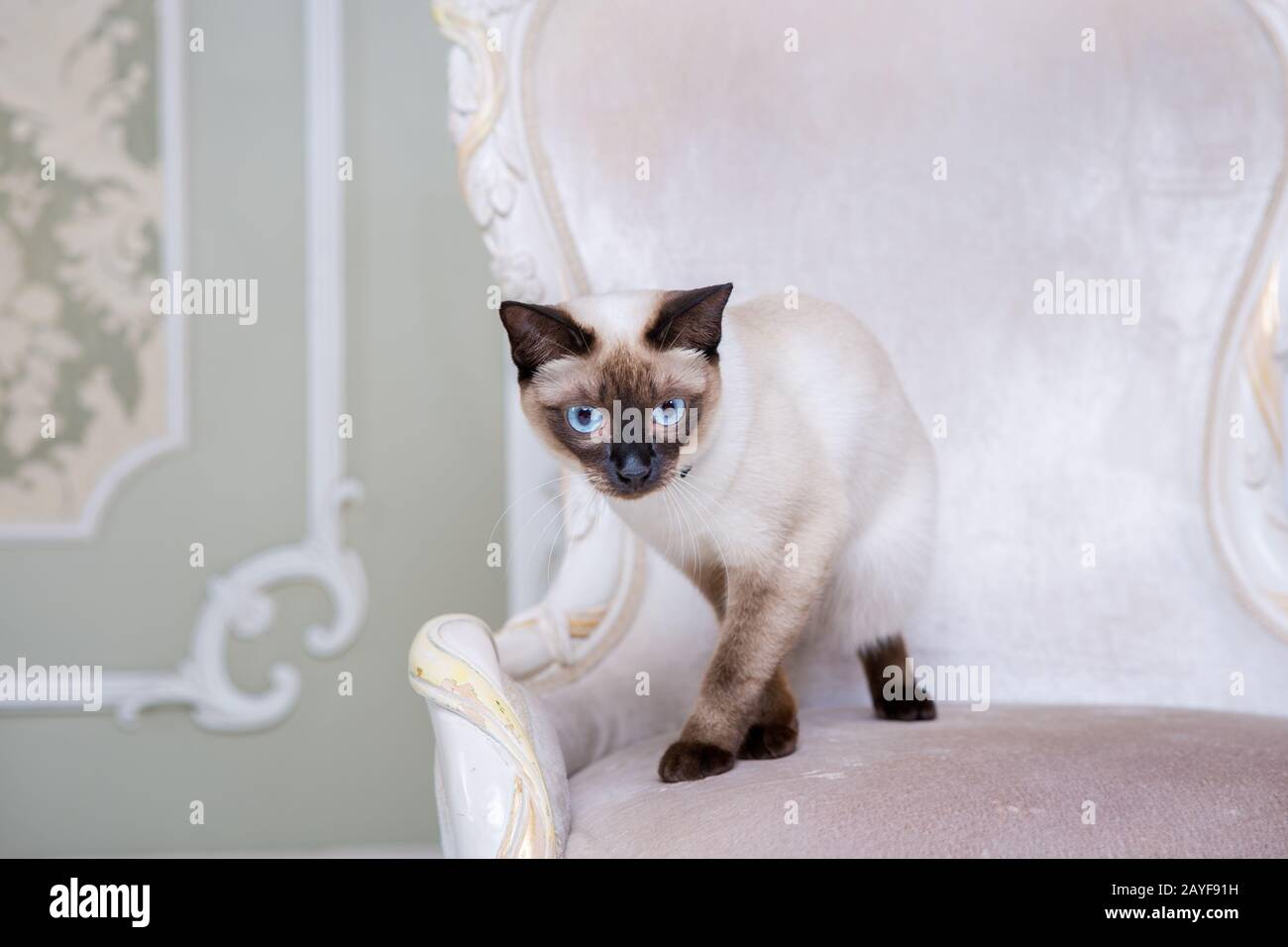 Das Thema Reichtum und Luxus. Die unpeinliche narzisstische Rassekatze Mekong Bobtail posiert auf einem Vinage-Stuhl in einem teuren Stockfoto