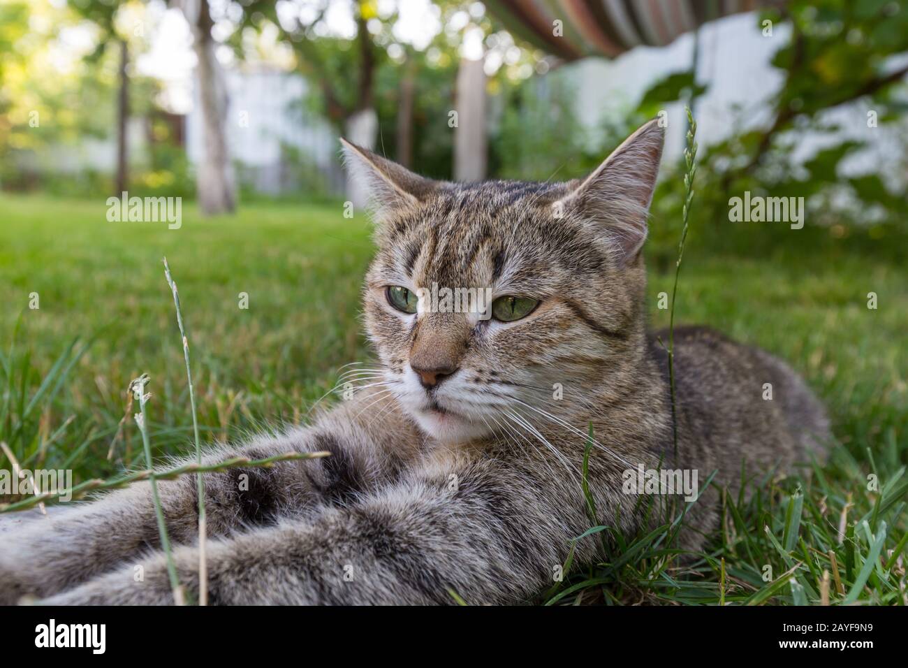 Katze im Rasen Stockfoto