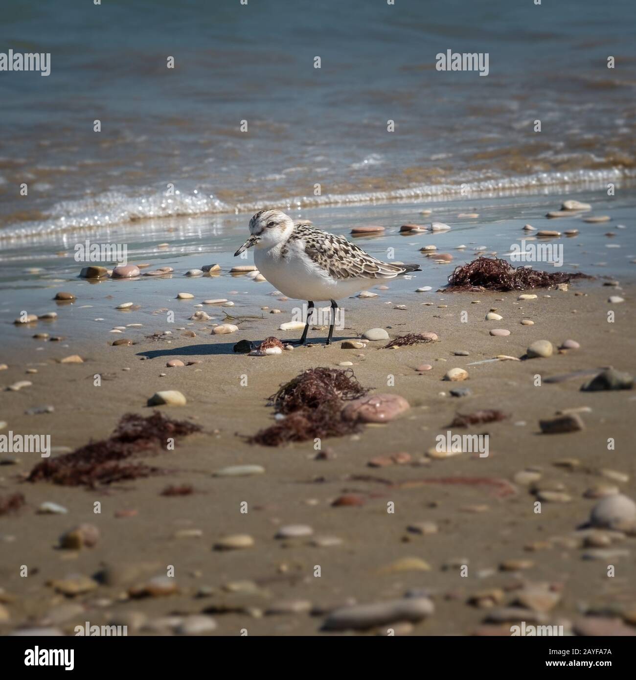 Exemplar eines sanderlings (Calidris alba) an der Küste eines adriatischen Strandes. Fano, Marken, Italien. Stockfoto