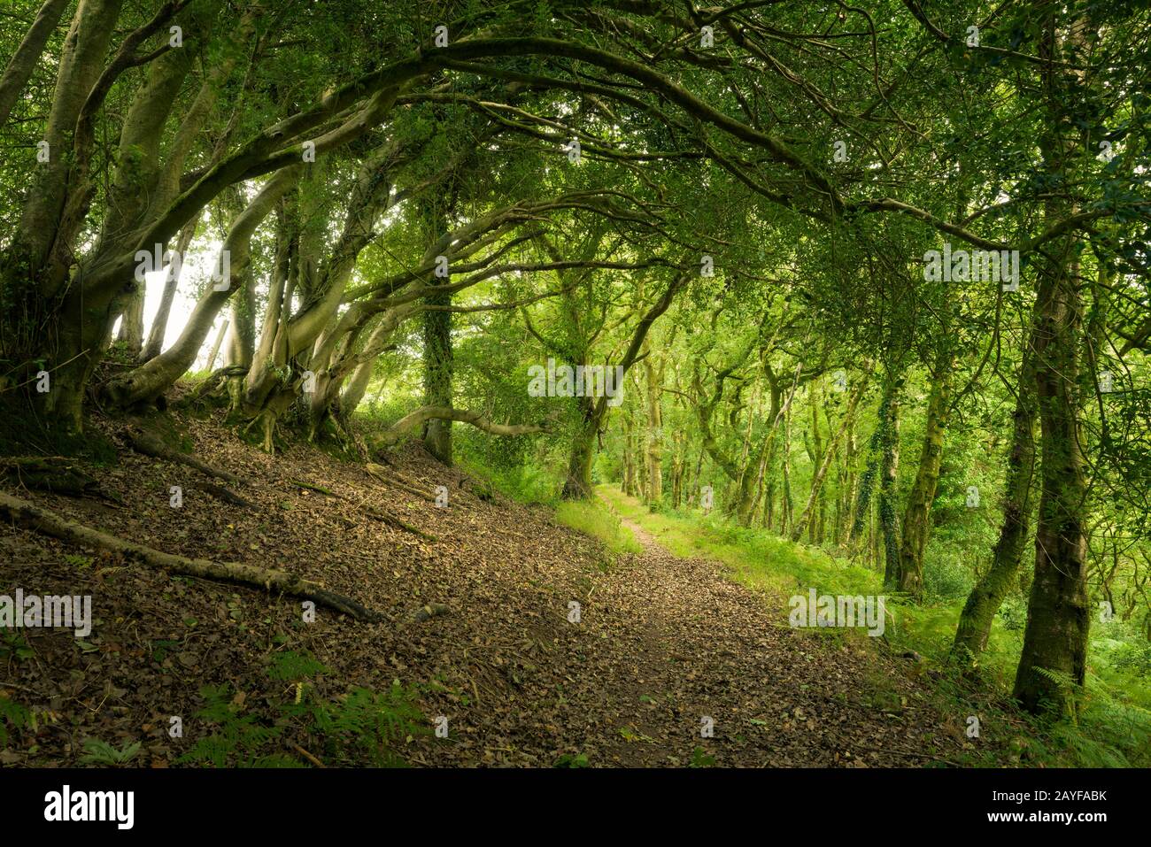Homebush Wood im Hawkcombe Woods National Nature Reserve, Exmoor, Somerset, England. Stockfoto