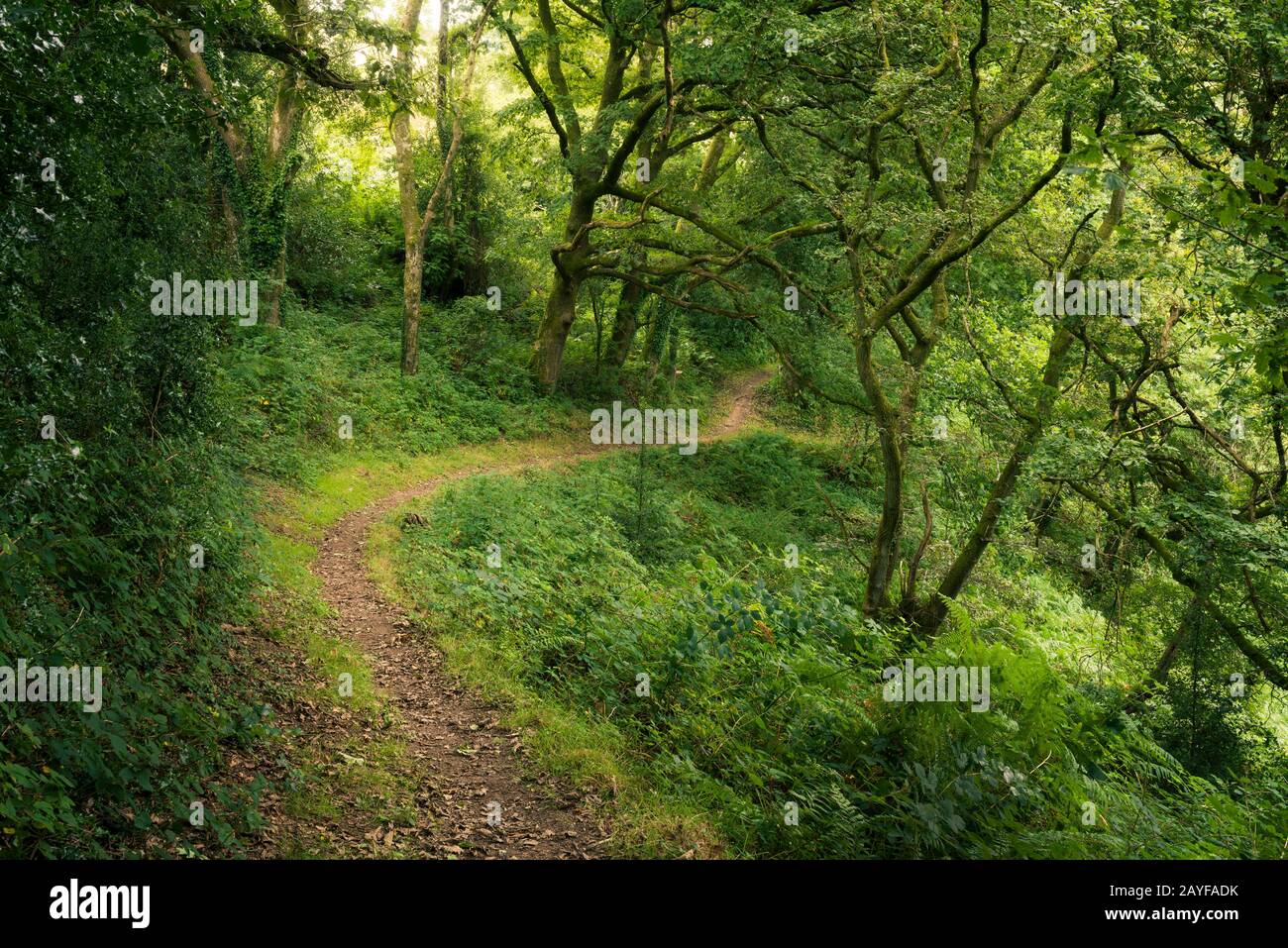 Homebush Woods im Hawkcombe Wood National Nature Reserve, Exmoor, Somerset, England. Stockfoto