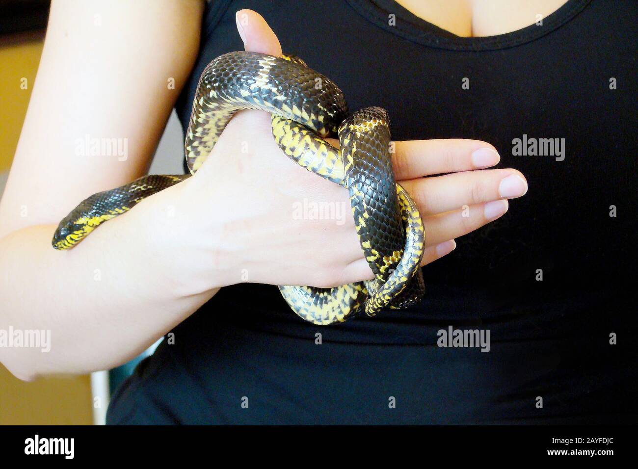 Woman's Hands Holding Common Snake. Grasschlange Natrix natrix an menschlichen Händen. Person fing eine Schlange und hielt sie in den Händen. Die Gefahr von Stockfoto