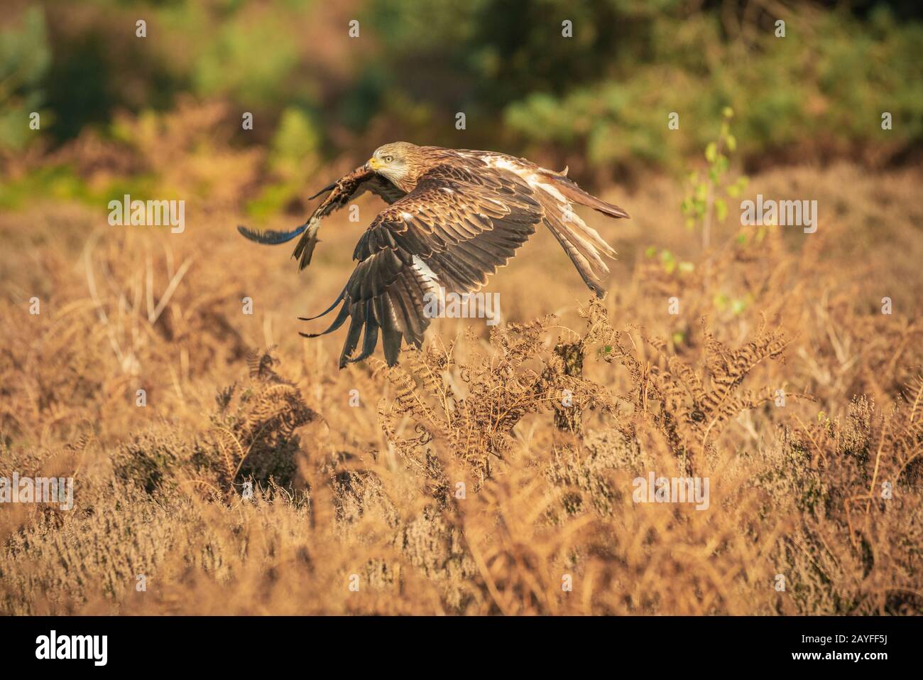 Rotmilan, Milvus milvus, fliegt über Scheuern und Tiefland Heide in Suffolk. Stockfoto