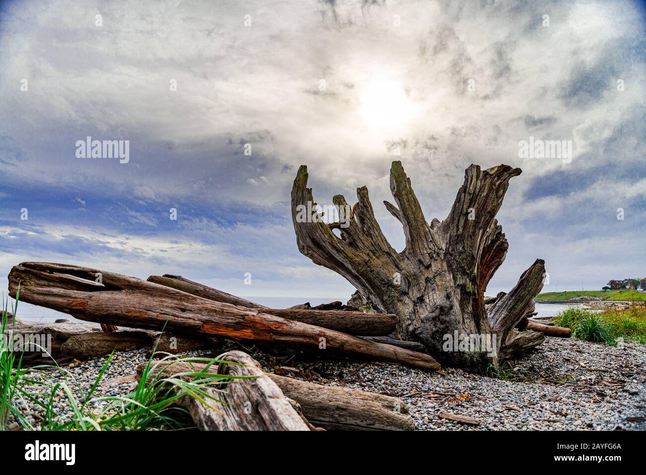 Holzstämme und ein Baumstumpf an einem felsigen Strand auf Vancouver Island Stockfoto